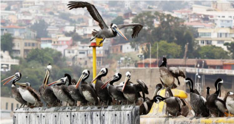 Chile en alerta máxima por influenza aviar: SAG intensifica vigilancia