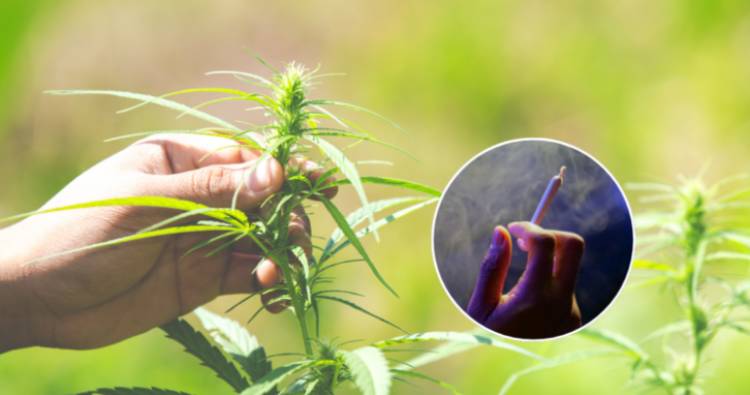 Experta advierte sobre el daño cerebral por marihuana en escolares chilenos