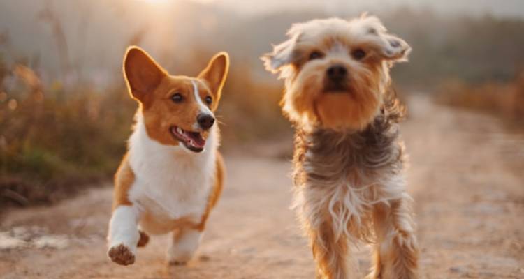 ¿Es rentable abrir una tienda de mascotas en Chile?