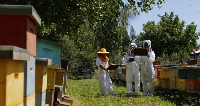 SAG llama a apicultores a registrarse para proteger abejas
