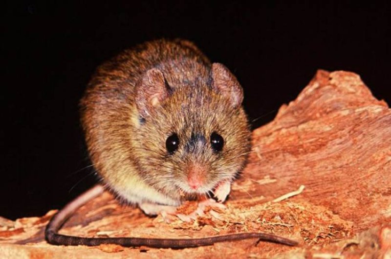 Temporada de virus Hanta en Chile: Cuáles son los síntomas y cómo ...