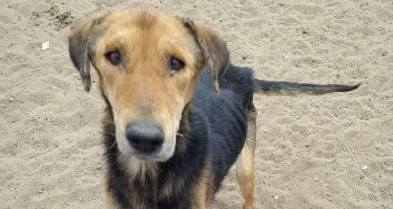 Perros desnutridos en canil municipal de Caldera