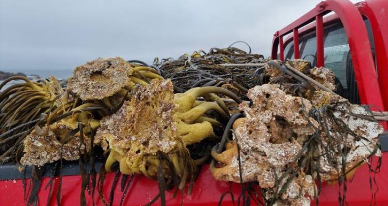 Fiscalizaciones de Sernapesca y Armada a algas pardas en Huasco