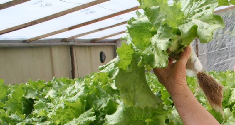 Impulsan emprendedores de Atacama con programa Viraliza Hidroponía