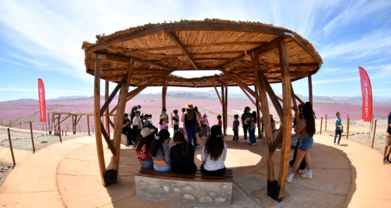 Mirador del Desierto Florido atrae a cientos de familias Mirador del Desierto Florido atrae a cientos de familias